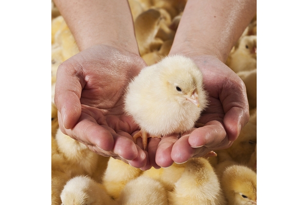 A hand holding a baby chicken.